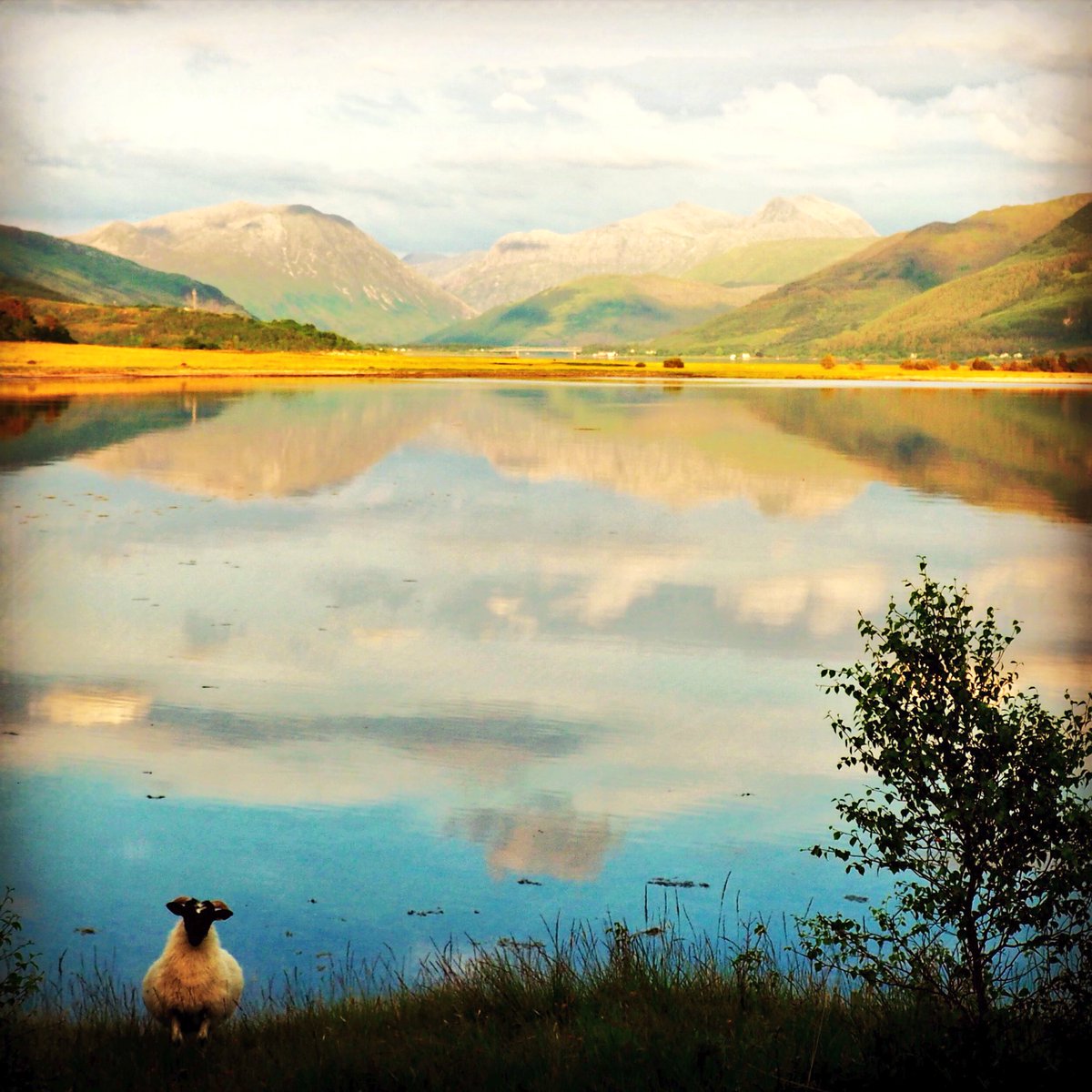 ardgourestate's tweet image. @BBCCountryfile does this sheep have the best view? Looking towards #glencoe #highlands