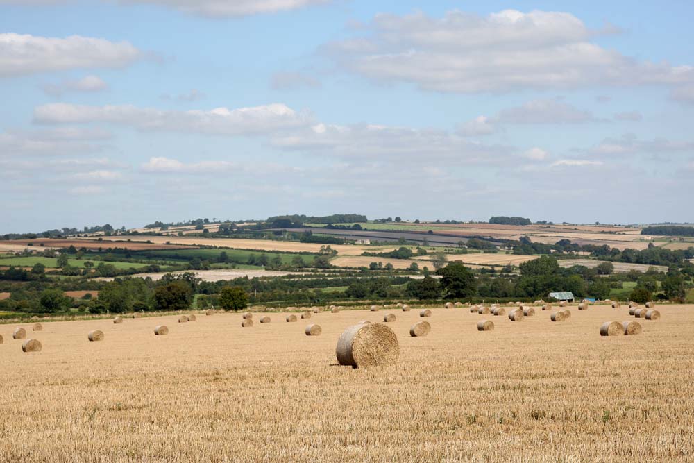 CotswoldsInfo's tweet photo. Glorious Cotswolds countryside dotted with yellow cornfields gives us that #FridayFeeling #Cotswoldsummer https://t.co/UjL0TixSCs