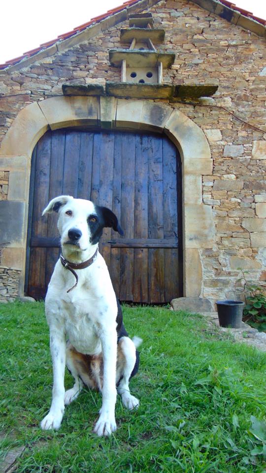 #SuperExcited 2 visit the @Maison_dArt #Nature #Retreat next week &amp; catch up with <a href="/DrewGreenhalgh/">Drew Greenhalgh</a> &amp; our #dog Buckie!