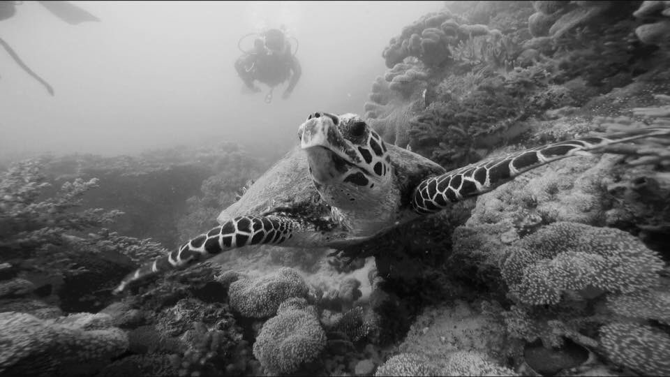 manager_blue's tweet image. Taken by our Dive Instructor for New Horizon #turtle #NewHorizon #TrueBlueSailing 🐢💚