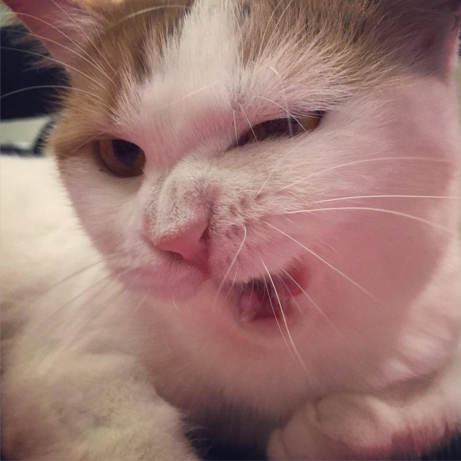 何があった Twitterで見かけた 悪い顔 の猫たち