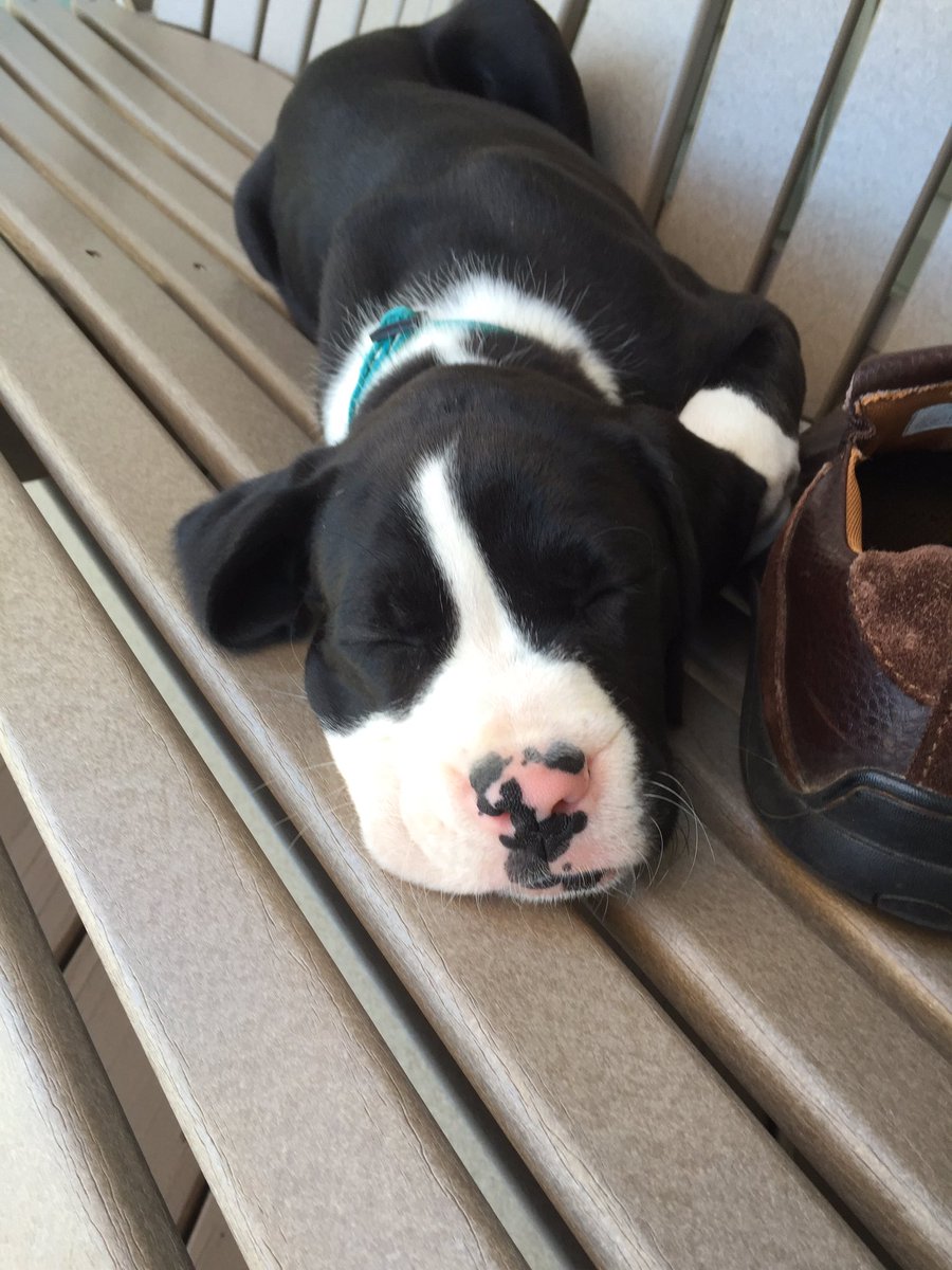 dhclawson's tweet photo. Not a bad life, napping on the deck. #boxerdog #sealedbrindle https://t.co/ejBsuVL7ui