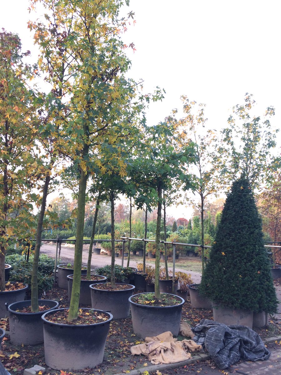 LBoomService's tweet image. Met dit warme weer is het verstandig om jonge aanplant te controleren op vocht. Dit word helaas nog te vaak vergeten