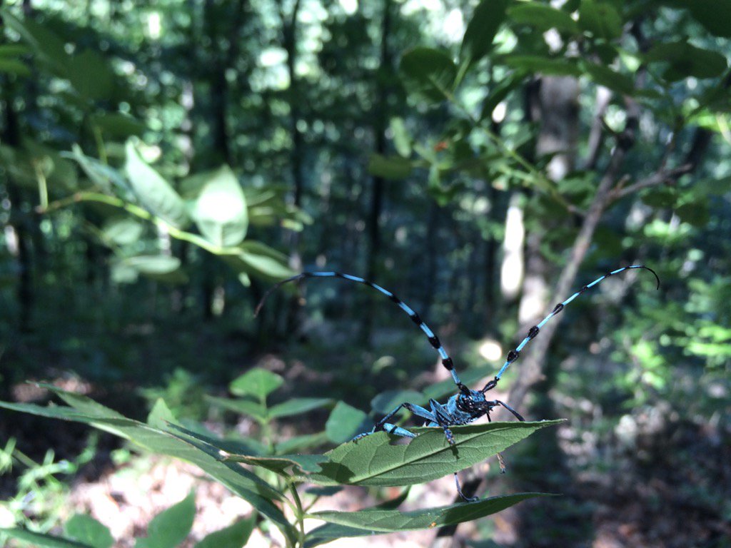 vioreldpopescu's tweet photo. Still catching blue beauties Rosalia alpina #RObeetleproject #IronGates #Romania https://t.co/nsqdne84GM