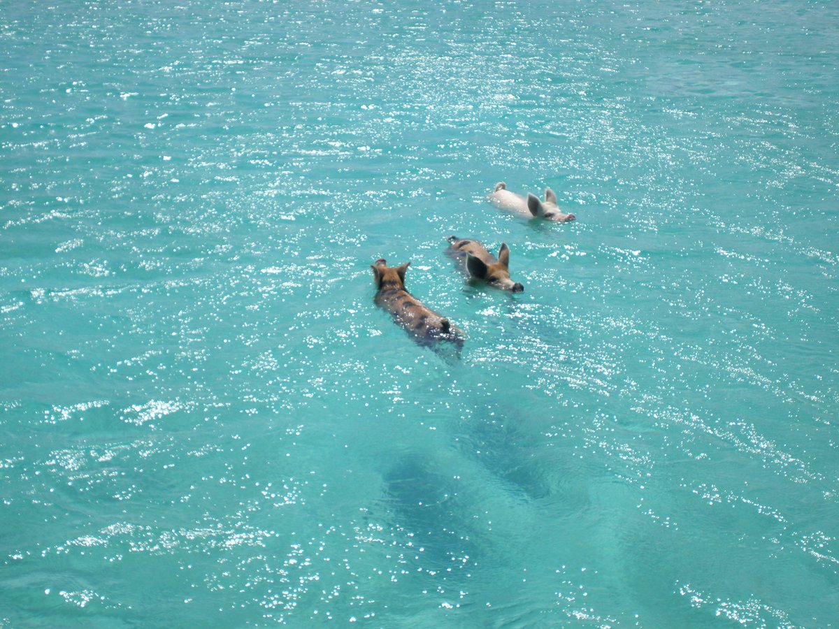 FidProLtd's tweet photo. Happy Independence Bahamas! The only place in the world where pigs swim...😎 https://t.co/sQxIHoWJJK
