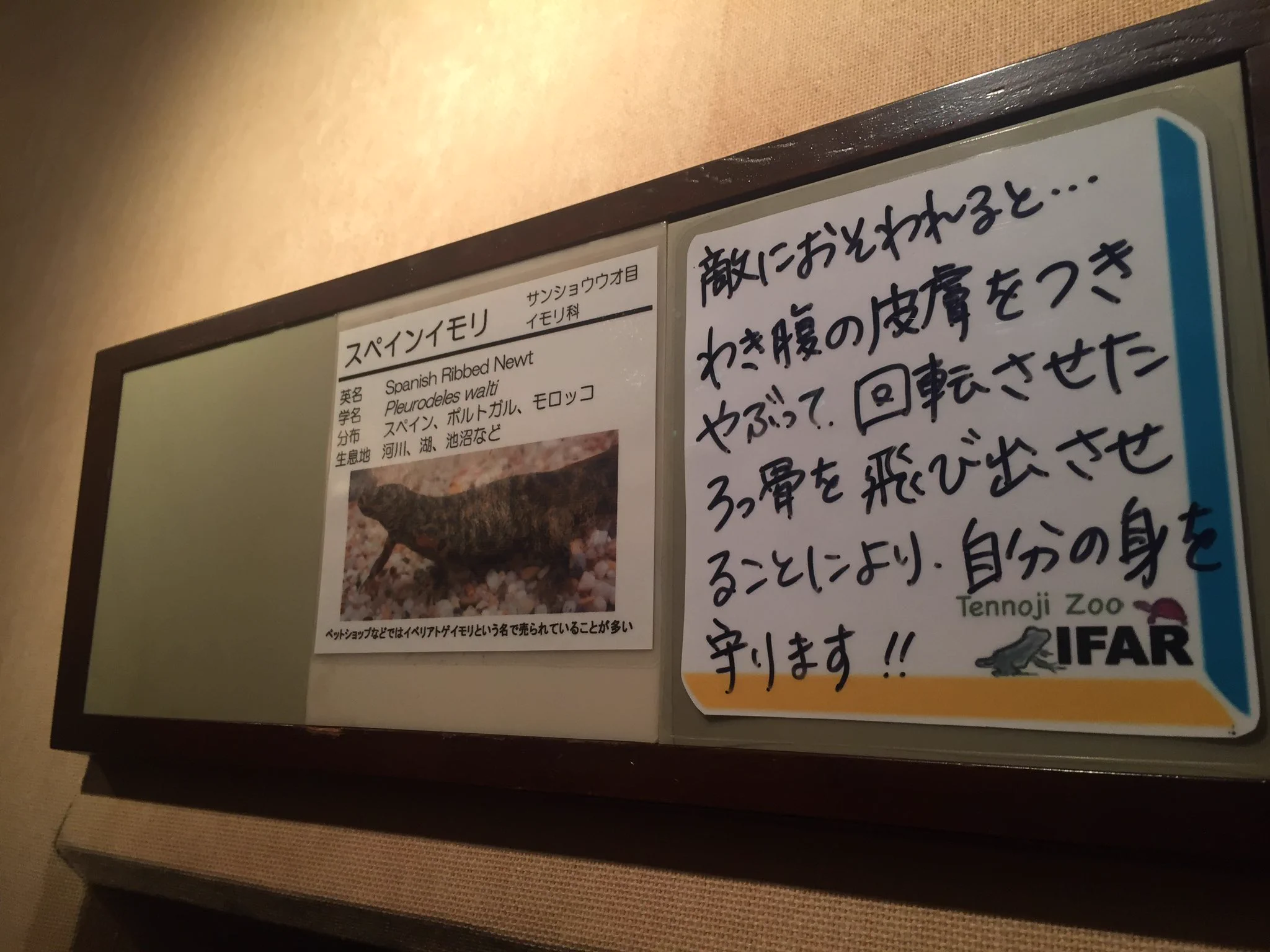 この動物があまりにも衝撃的すぎて、一瞬記憶が吹っ飛んでしまったwww