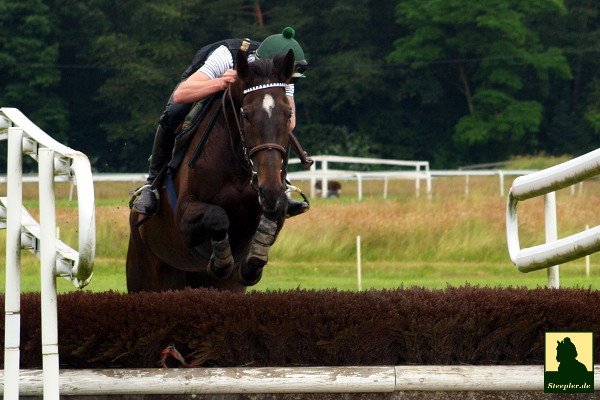 LA COQUETTE gibt heute unter Mark Quinlan in Vittel ihr Debüt über Hindernisse. #halsundbein #hoffnung #jumpracing
