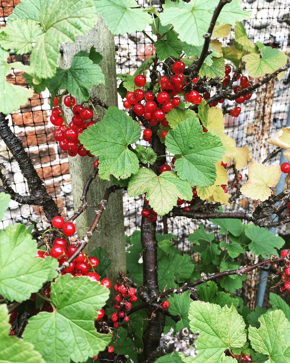 india_4's tweet photo. Little ruby jewels, ripe for the picking #eatwell #red #currants #organic #gardengoodies #tastytreats https://t.co/a1LD6yStby