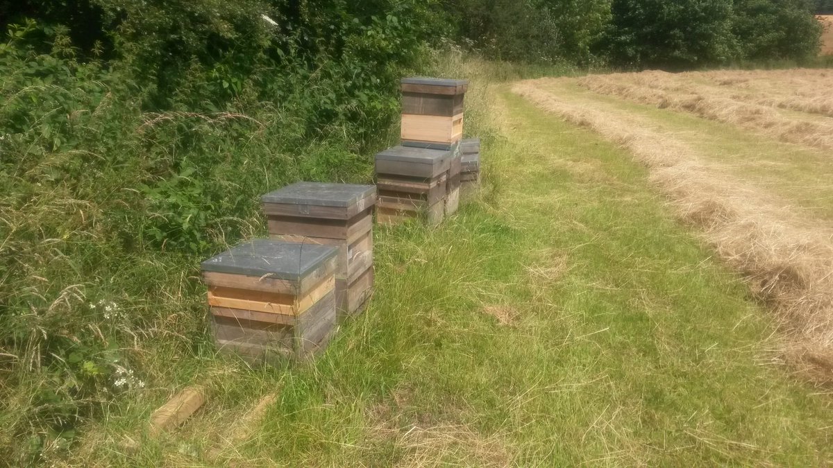 At last the sun's shining &amp; the strawberries are ready <a href="/BentleyGrange/">Bentley Grange</a>. Bee's first then I'm off picking ☺☺