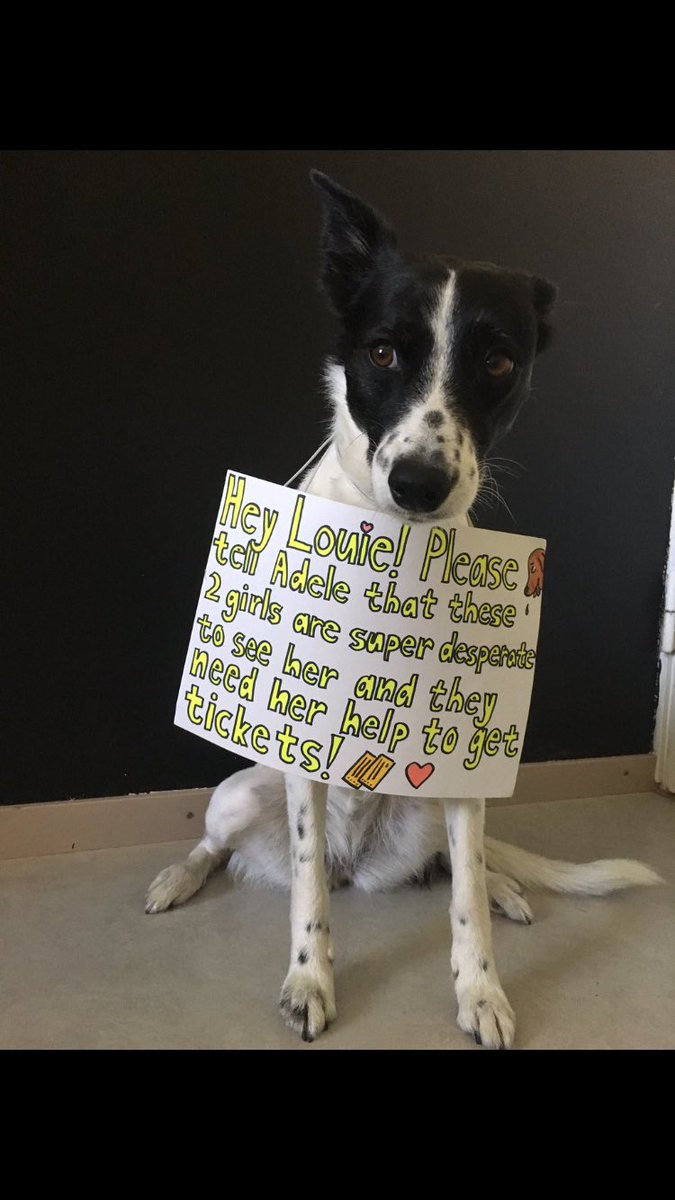 hello_adele_'s tweet image. Please share this so maybe it will reach @Adele 's beautiful eyes someday! ❤️ #adelelive2016 #adeletickets #adele xx