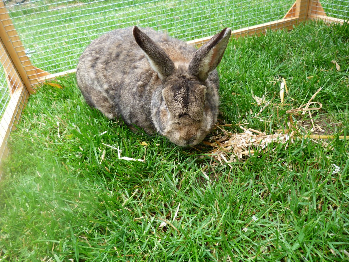 Moe is in our meadow (well our garden anyway) enjoying some fresh south London air. Ah Lovely!
