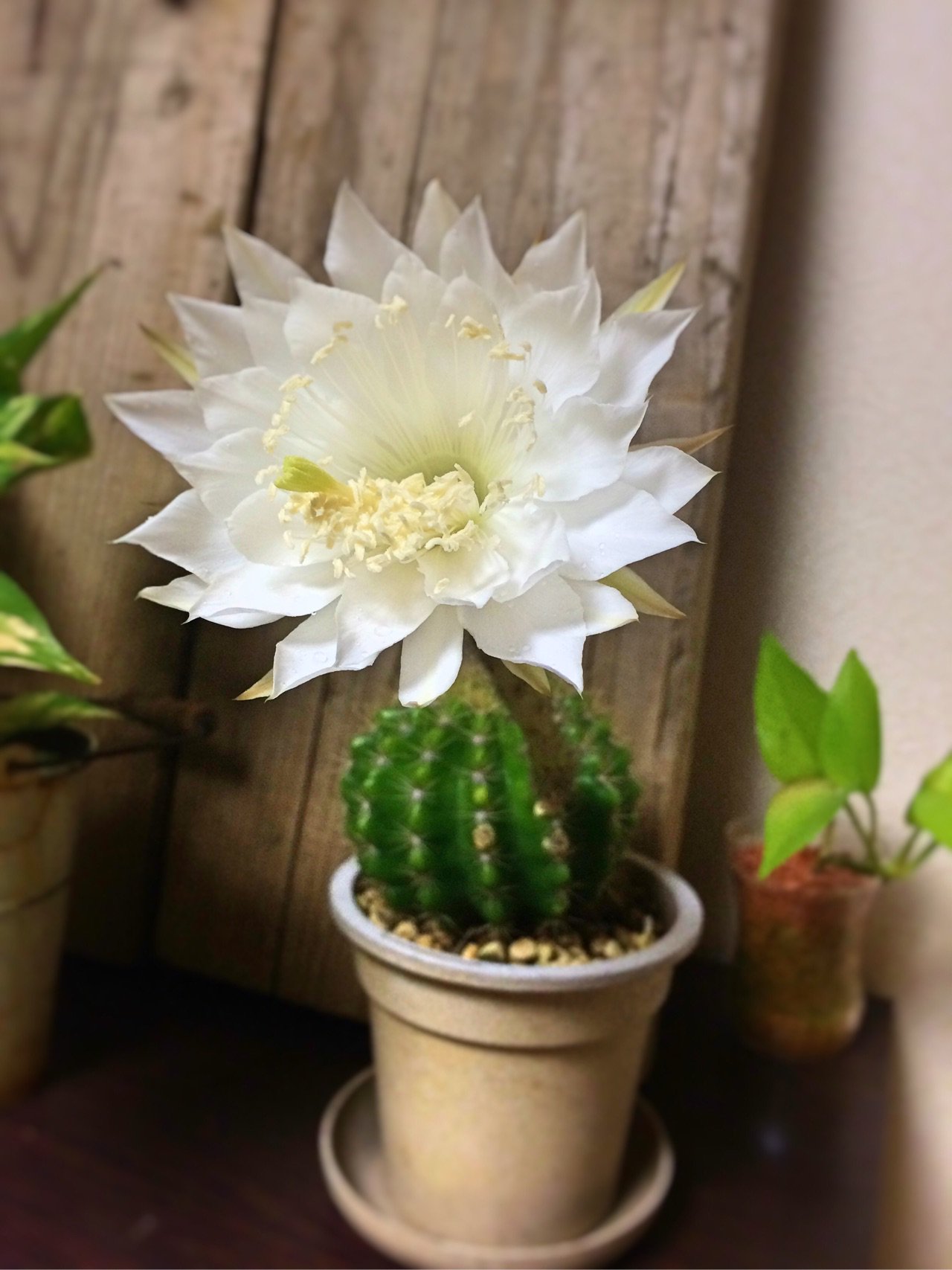 Jojo 6y 0y 咲いてた 金盛丸 多肉 サボテン T Co Glfarx1w3x Twitter