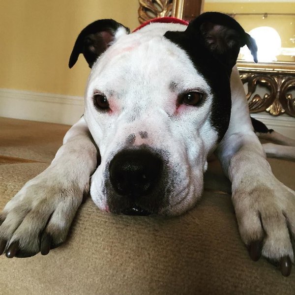 _melaniemay's tweet photo. Lost dog! Rocco missing since yesterday from Saggart Citywest. Very friendly &amp; probably scared. Help me find him. RT https://t.co/T6p103373O
