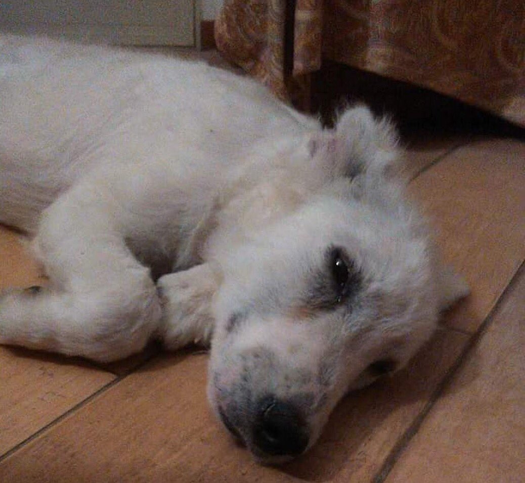 🆘ADOZIONE DEL CUORE PER SNOW, 3 MESI, GETTATO OLTRE LA CANCELLATA DEL CANILE!🆘
3205347038
plus.google.com/10047479605144…
