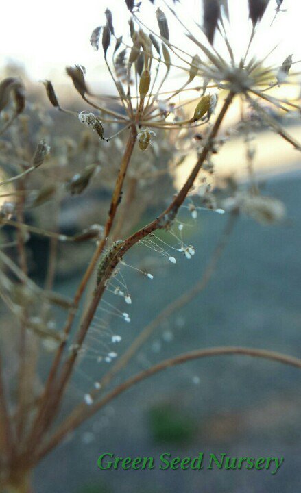 Terry_Chronistr's tweet image. #LaceWing larvea on #dill, LW feed on aphids, thrips, spidermites, whitefly, mealybugs, leafhoppers, &amp;amp;caterpillars!