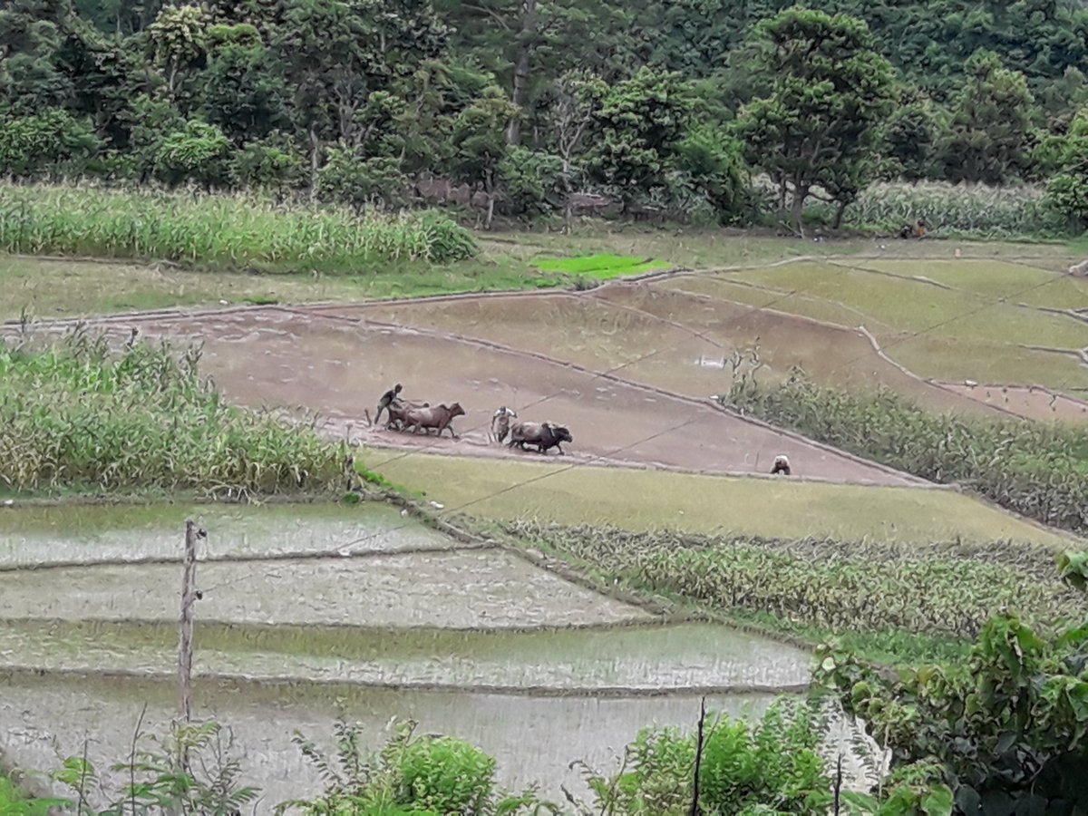 RegmiPallab's tweet photo. आफ्नो जन्मथलो यसै राम्रो #lovehomeland #nature #tradition https://t.co/ITGahKjfwi