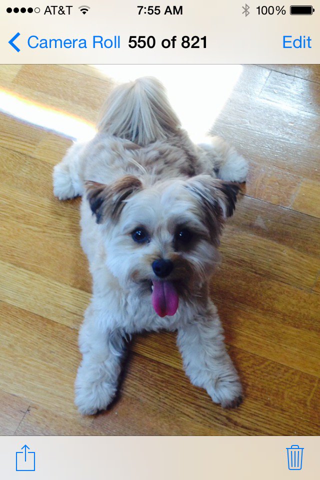 DealerPartner's tweet image. Luca the Morkie Loves Amy Freeze ! @AmyFreeze7 #BigDogSunday #abc7ny