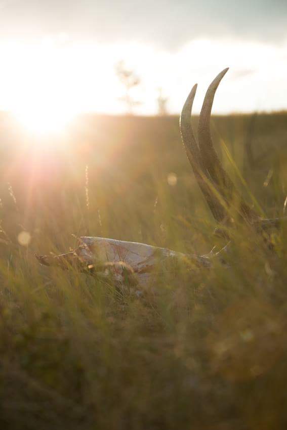 RMEF's tweet image. A day well spent.  #TagPunched #HuntingIsConservation #Publicland #AreYouReady