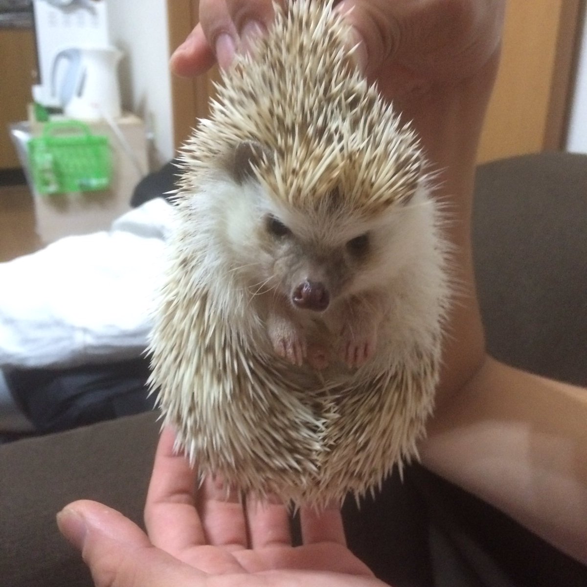 harinezumi1220's tweet photo. くろもしろも元気ですよ♪
最近は仕事も忙しくTwitterに浮上できず更新できずにいましたがまた、ちょくちょく更新出来ると嬉しいなぁ〜
もちろん皆様のハリちゃんたちは拝見させて頂いてます♡ https://t.co/YhXyMHrEtb