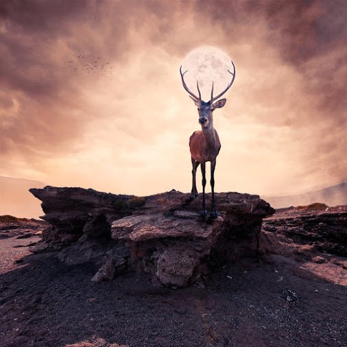 Moonipulations's tweet photo. Deer and Full Moon - Photo manipulation by +Caras Ionutย https://t.co/Vh8Bz4w5XX #fullmoon #deer #fantasymoon https://t.co/yQqer02Kvw