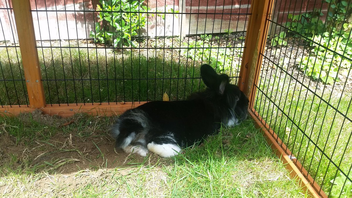 Vanilla052013's tweet photo. It wasn't me!! I was just having a chill and the hole turned up hoomin'!! #sunbathing#cheekyrabbit https://t.co/k0wVAbxwHV