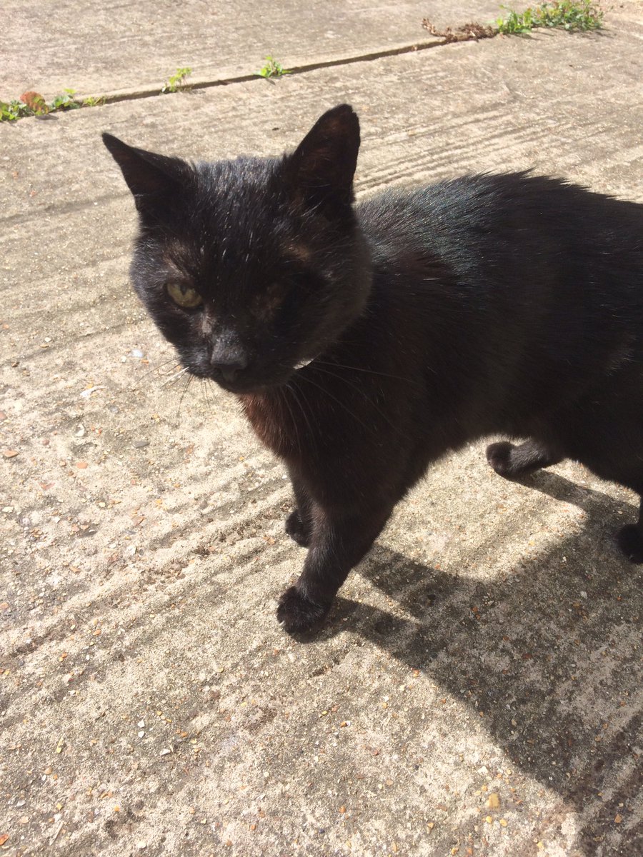 fyrecracker1's tweet photo. @thecatreviewer only 5/10 for eyes but 20/10 for purrs and fussing! Xxx #onlyoneeye #catbeauty #loudestpurrever https://t.co/qIaUI1xUpN