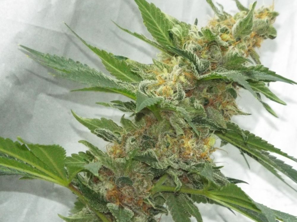 KetamaSeeds's tweet photo. #cannabis #marijuana
Experience makes the difference !!
La experiencia hace la diferencia !!
https://t.co/WQG9Kb98Nz https://t.co/nYoskTS540