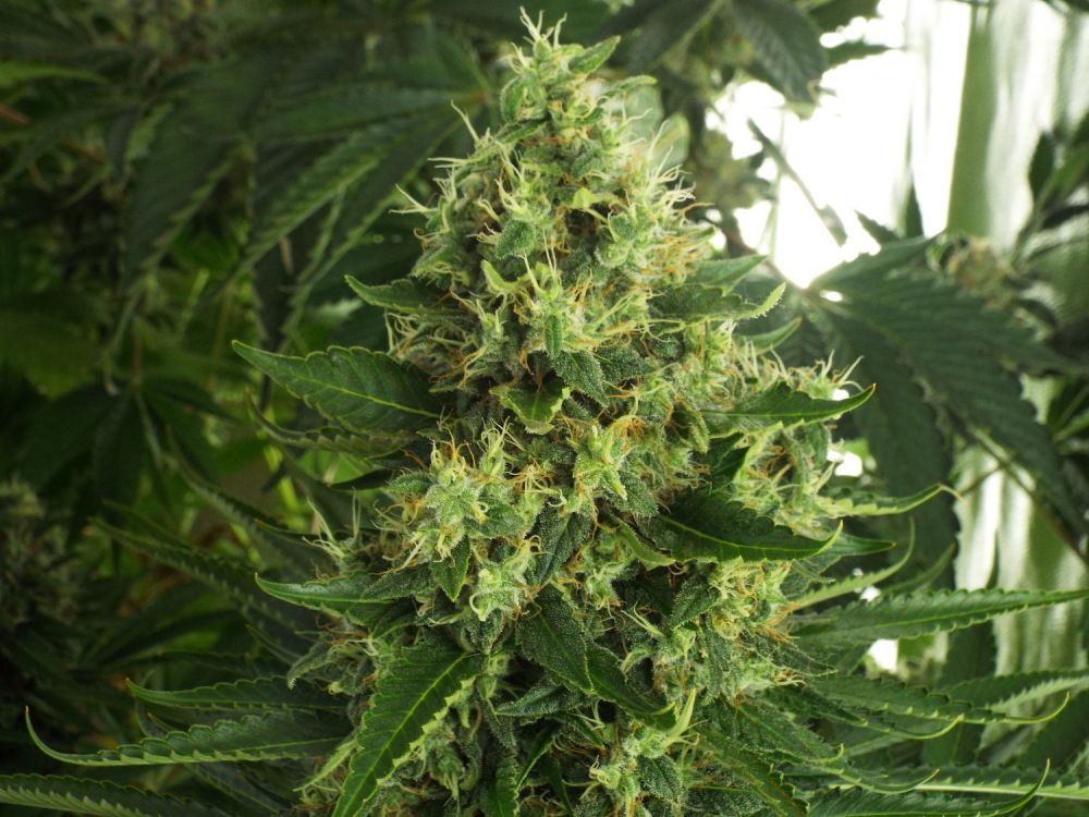 KetamaSeeds's tweet photo. #cannabis #marijuana
Experience makes the difference !!
La experiencia hace la diferencia !!
https://t.co/WQG9Kb98Nz https://t.co/nYoskTS540