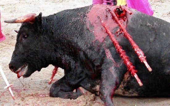 isaacBIOvega's tweet photo. #BanBullFighting 😿 ¡BASTA!
La TORTURA NO es ARTE ni CULTURA 💔
RT 🆘 Si quieres la ABOLICIÓN de las corridas de #toros https://t.co/OAQXf19MQZ
