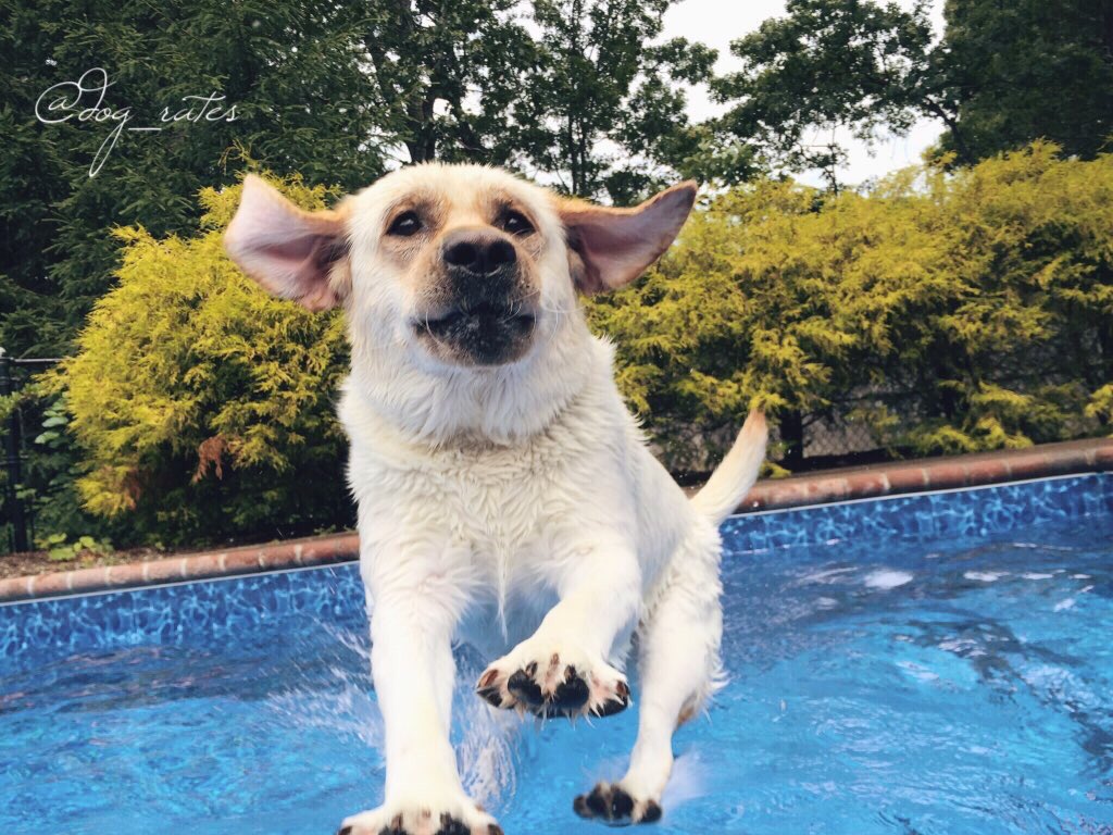 dog_rates's tweet photo. This is Brody. He's a lifeguard. Always prepared for rescue. 12/10 would fake drown just to get saved by him https://t.co/olDmwNjOy1