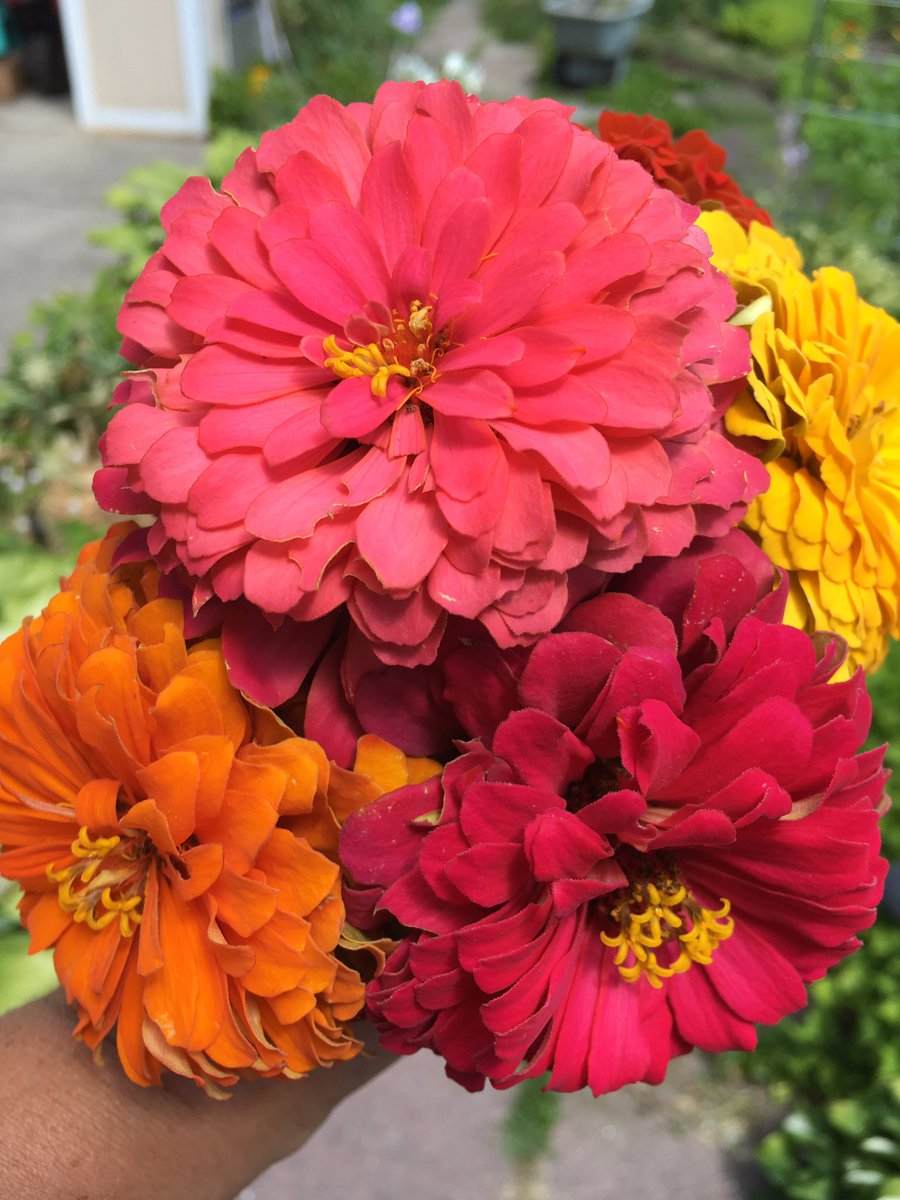 Delish_Tips's tweet photo. Zinnias! #pretty #gardening #summer #igrewthem #flowers #nature https://t.co/nAibGhlQe9