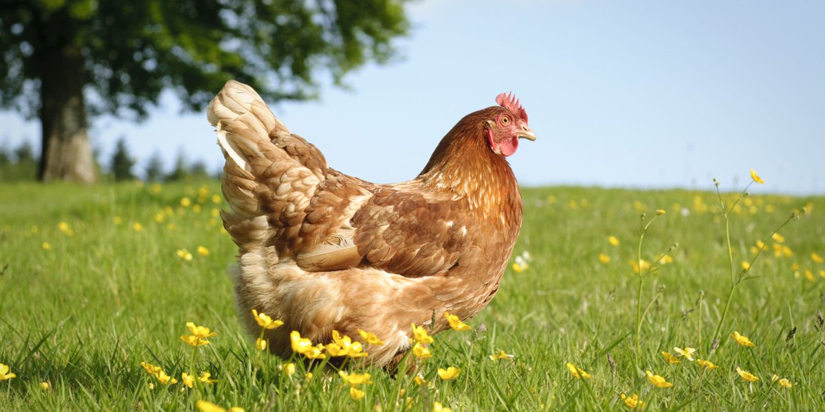 countrylivinguk's tweet photo. 3 of the best chickens for eggs https://t.co/6i6hTnREoN https://t.co/O3mo2KT8bp