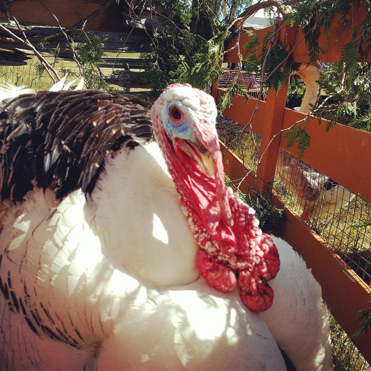 PeterPops_'s tweet photo. Gobble, gobble. Things are hopping and flapping and mooing down at #lifestock #peterpops https://t.co/VfQc1YtH8P