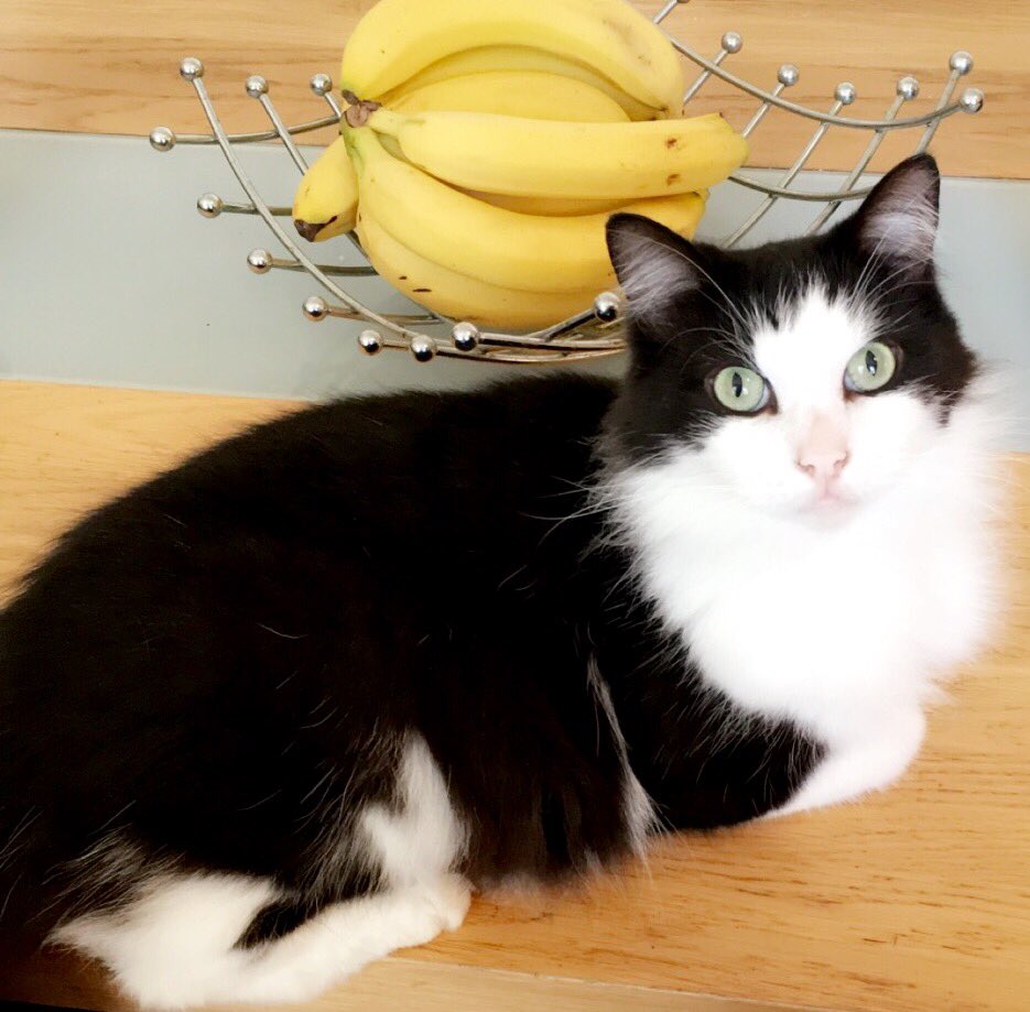 Kelly25Ten's tweet image. Fur baby..... Like butter wouldn't melt. #mischiefmaker #oneoffive #catwoman