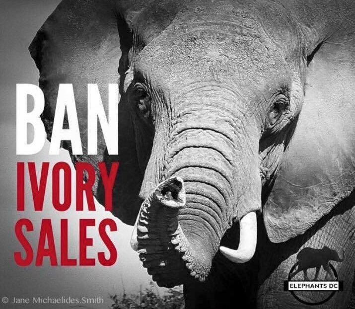 elephantsdc's tweet photo. We are supporting an #ivoryfreeDC at DuPont Circle @FRESHFARMMktsDC in the nation's capital: https://t.co/Q5VIjKVgqz https://t.co/WRqrRppjPP