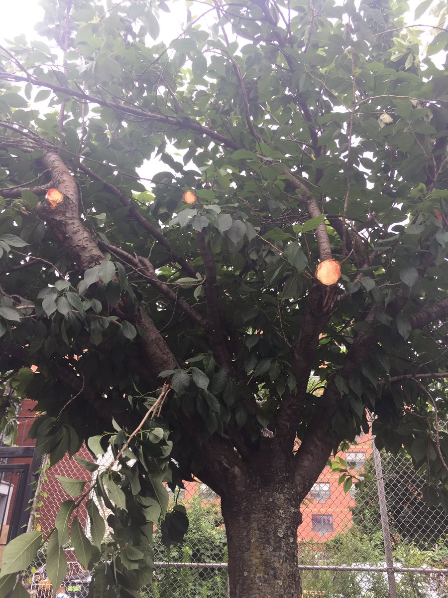 JudithTheTree's tweet image. Would love some critique on my neighbor&apos;s recent cut. Doesn&apos;t look too great to me.. #treespeech @NJTrees