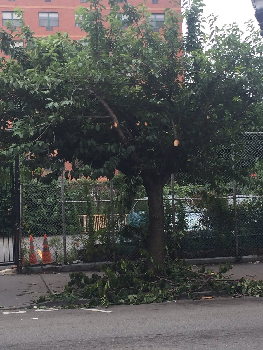 JudithTheTree's tweet image. Would love some critique on my neighbor&apos;s recent cut. Doesn&apos;t look too great to me.. #treespeech @NJTrees