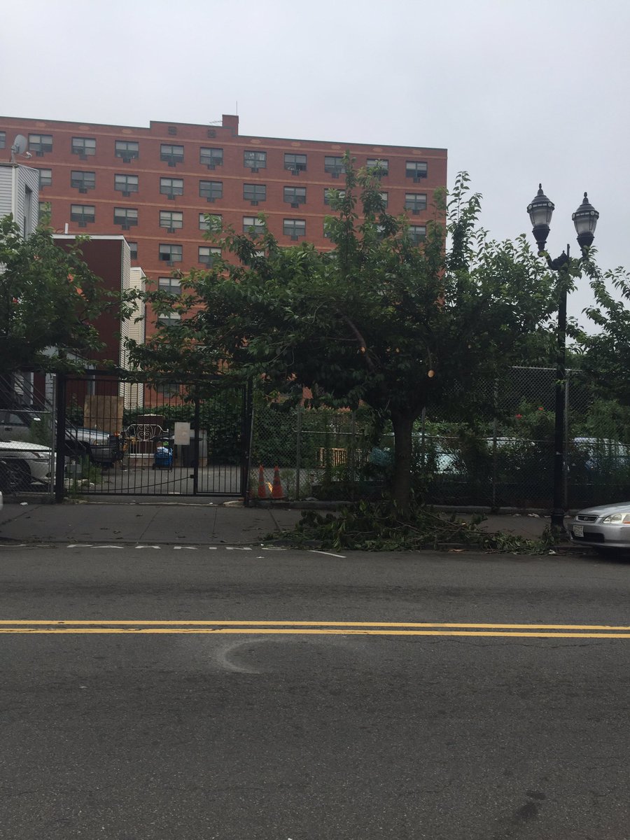 JudithTheTree's tweet image. Would love some critique on my neighbor&apos;s recent cut. Doesn&apos;t look too great to me.. #treespeech @NJTrees