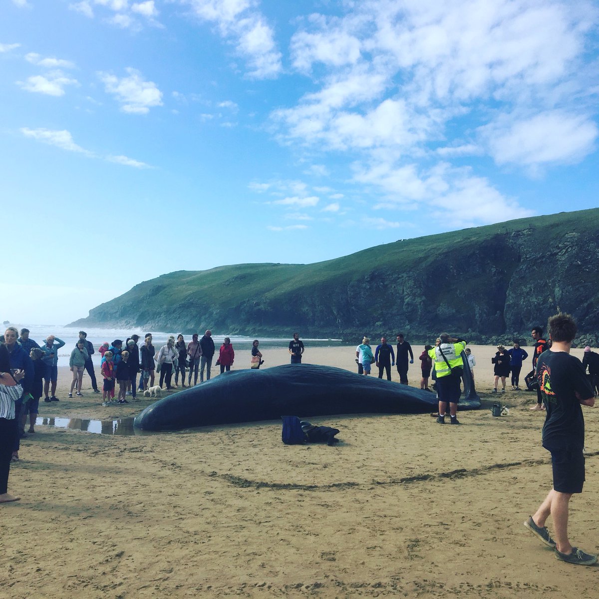Sad to see a 41.8m whale washed up on the sands of Perranporth #Cornwall #LastoftheGreatWhales