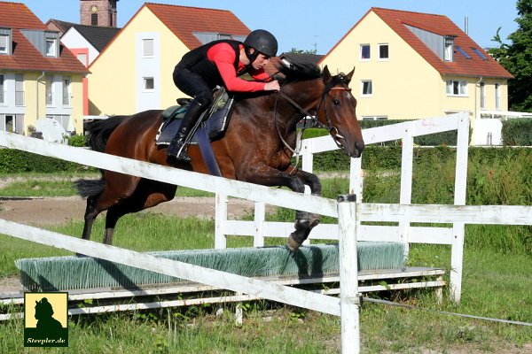 Well done Mark <a href="/mjquinlan84/">Mark @ HQ Equestrian</a> &amp;the rest of Team Rotering! Both La Coquette and Moonlight Rose finished a very good 3rd