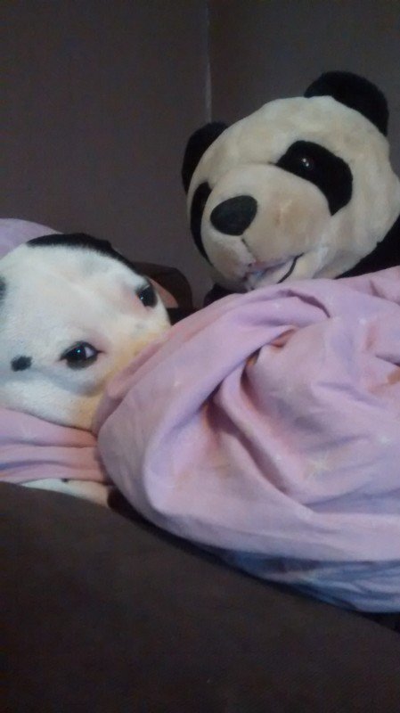 Oneviolentkitty's tweet image. There are no words !