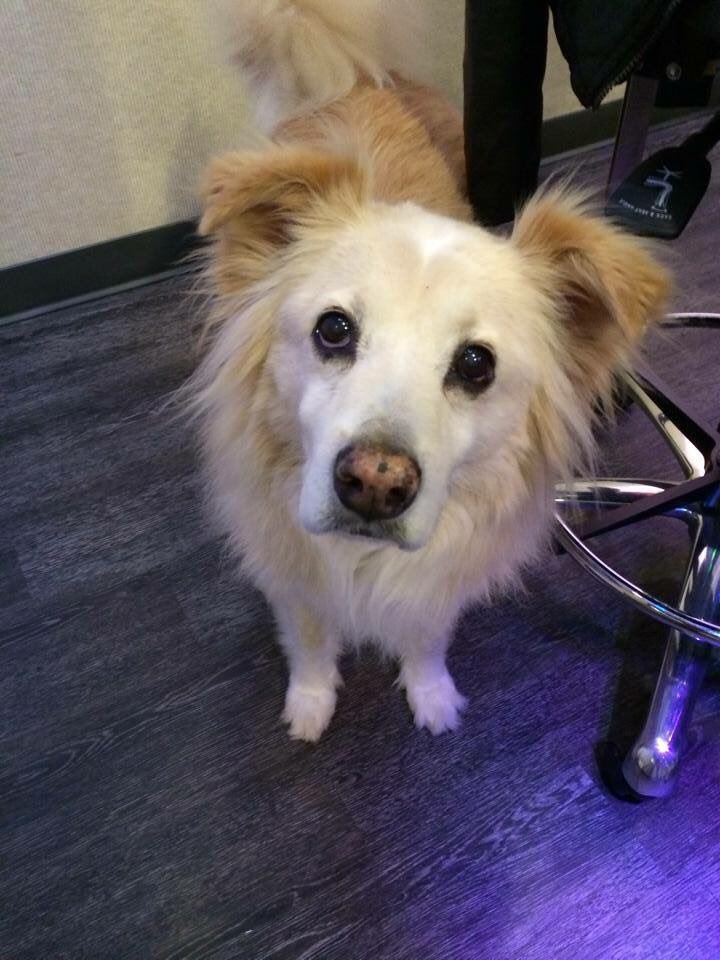 elainadsmith's tweet image. Thinking of you &amp;amp; your family @DierksBentley ❤️ the day you brought Jake to #NASHcampus was one of our favs #RIPJake