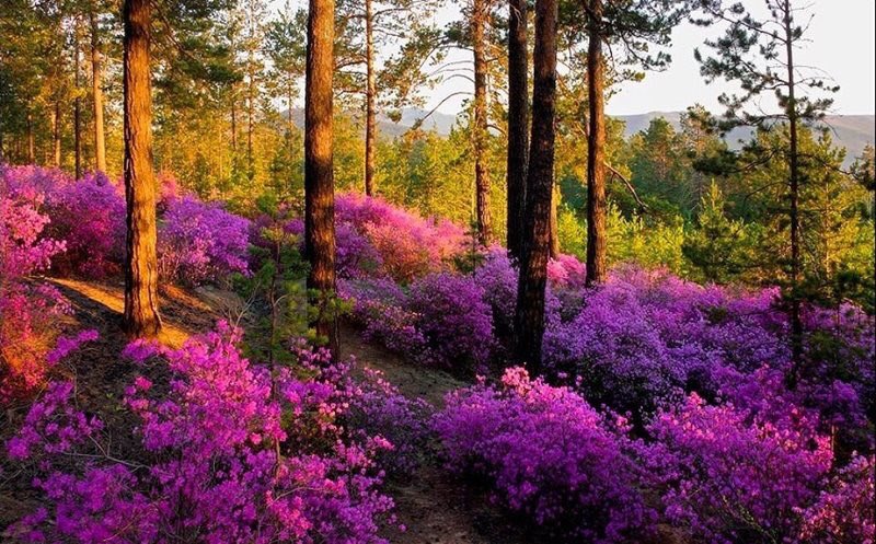 Plehanovka's tweet photo. Ledum! This delicate flower real pride of the Trans-Baikal Territory! Southern Siberia! Russia!😊☺️🎉 https://t.co/IP7wDrWHRu