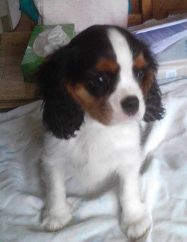 LostboxUK's tweet image. RT @millypod1: #Lost #STOLEN PUPPY Cavalier King Charles Spaniel Female 
#Bourn #Cambridgeshire #CB23