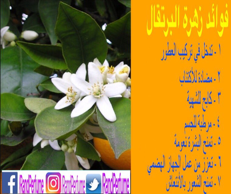 العطور التي يدخل في تركيبتها ثمرة البرتقال لها خصائص علاجية ونفسية  #برتقال #عطور #تركيبات #خصائص_علاجية #رند_للعطور