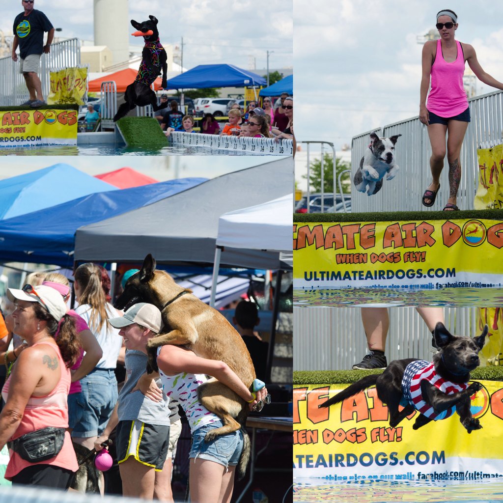 Cheering on the pups at <a href="/ultimateairdogs/">Ultimate Air Dogs™</a> #ultimateairdogs