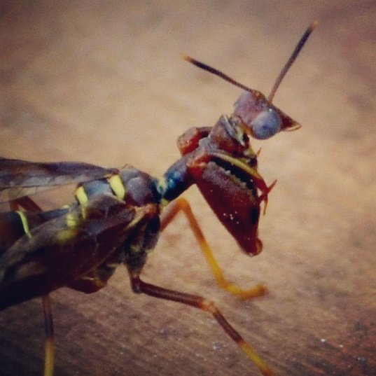 heatherlauld's tweet image. #mantidfly in my backyard. It looks like a cross between a #wasp and a #mantis #insects #neuroptera #Ottawa #nature