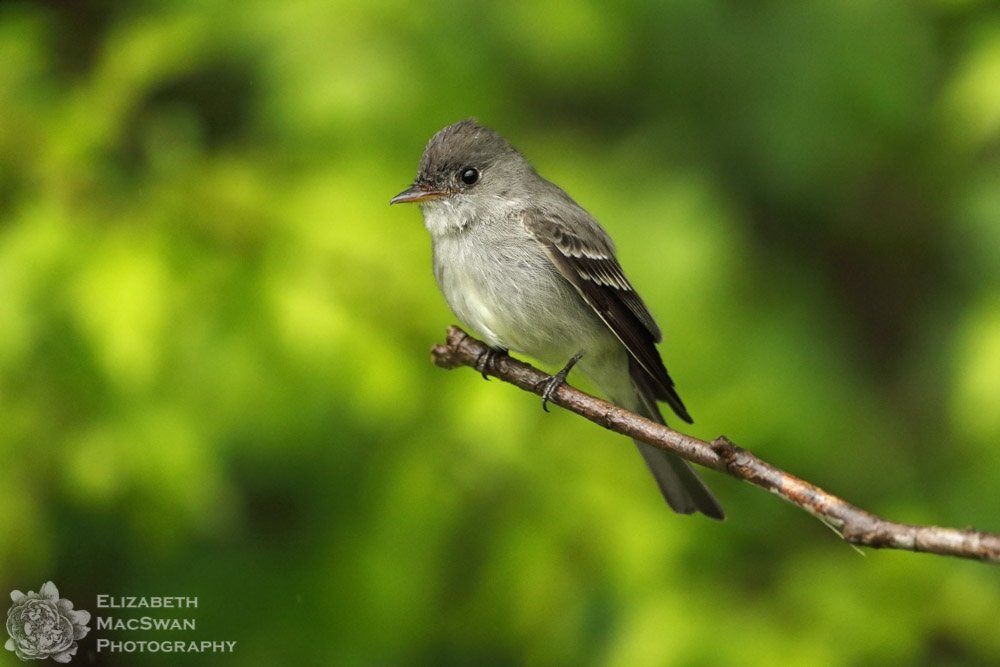 #easternwoodpewee, #bombayhookNWR, DE.  #elizabethmacswanphotography