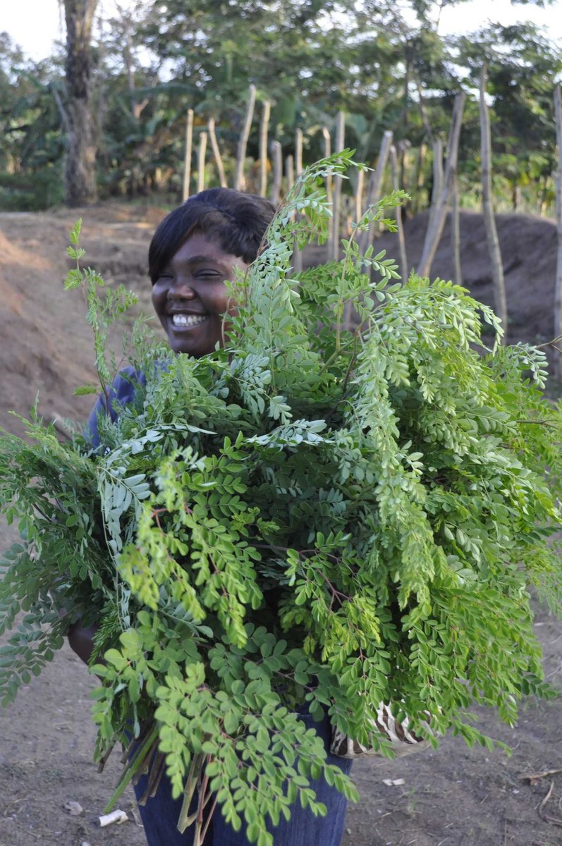 MartheMONTCHO's tweet photo. Les femm st les principal actrices de la filièr #Moringa #foodsecurity #empowerment  #AskRejeufea #Africa @Rejeufea https://t.co/a25KaDLV77