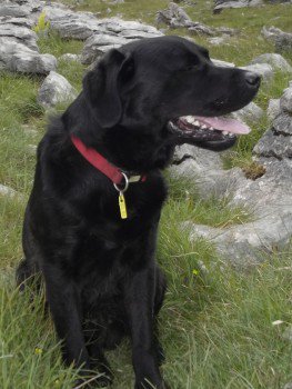 LostboxUK's tweet image. RT @millypod1: #Lost #ScanMe  Labrador Retriever Male 
ON THE MOORS between #Skipton &amp;amp; #Grassington #BD23
